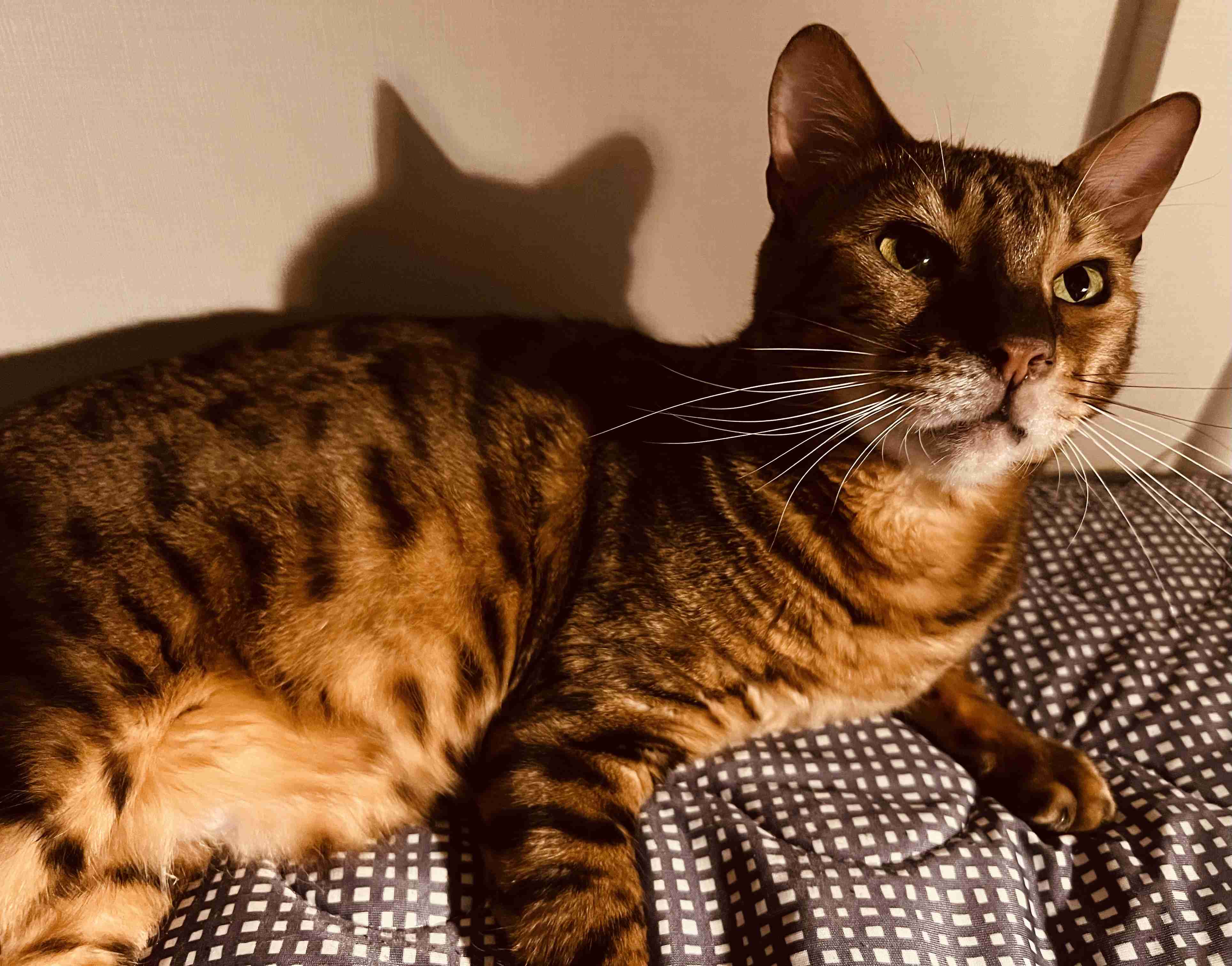 【身バレしない程度に】お宅の愛猫ちゃんを見せてください！part11 