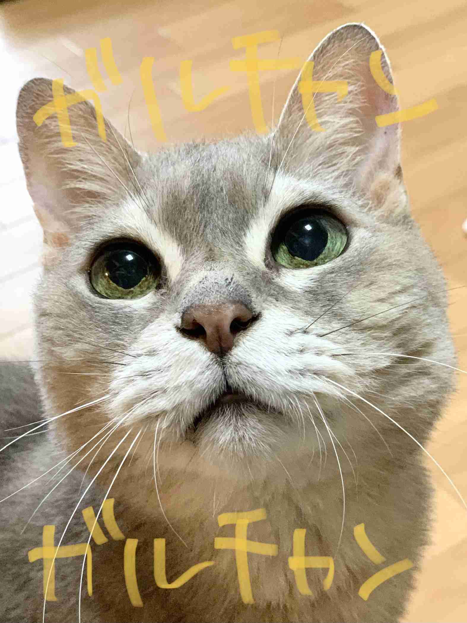 【身バレしない程度に】お宅の愛猫ちゃんを見せてください！part11 