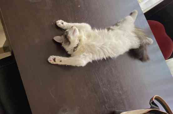 【身バレしない程度に】お宅の愛猫ちゃんを見せてください！part11 