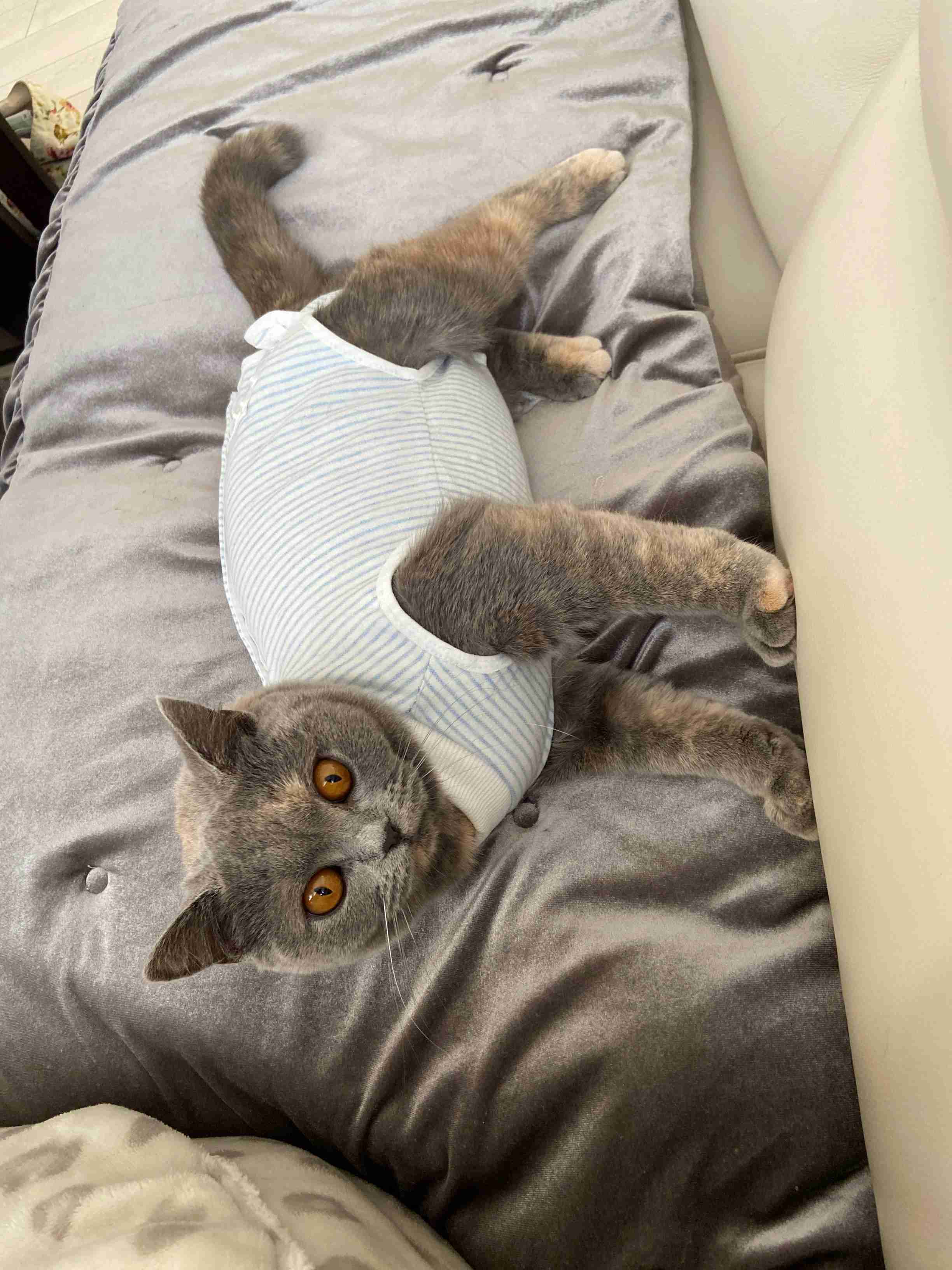 【身バレしない程度に】お宅の愛猫ちゃんを見せてください！part11 