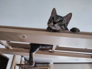 【身バレしない程度に】お宅の愛猫ちゃんを見せてください！part11 