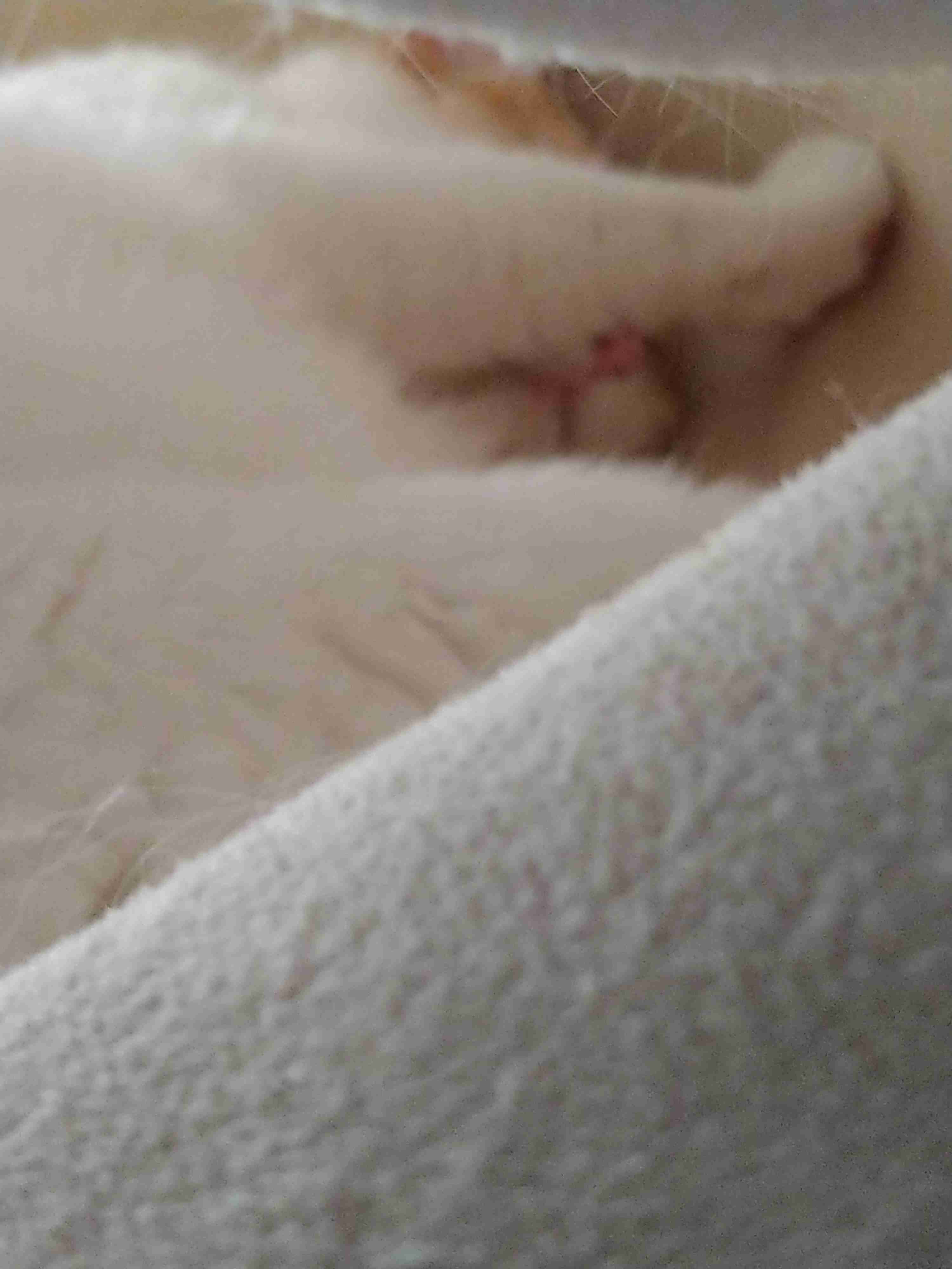 【身バレしない程度に】お宅の愛猫ちゃんを見せてください！part11 