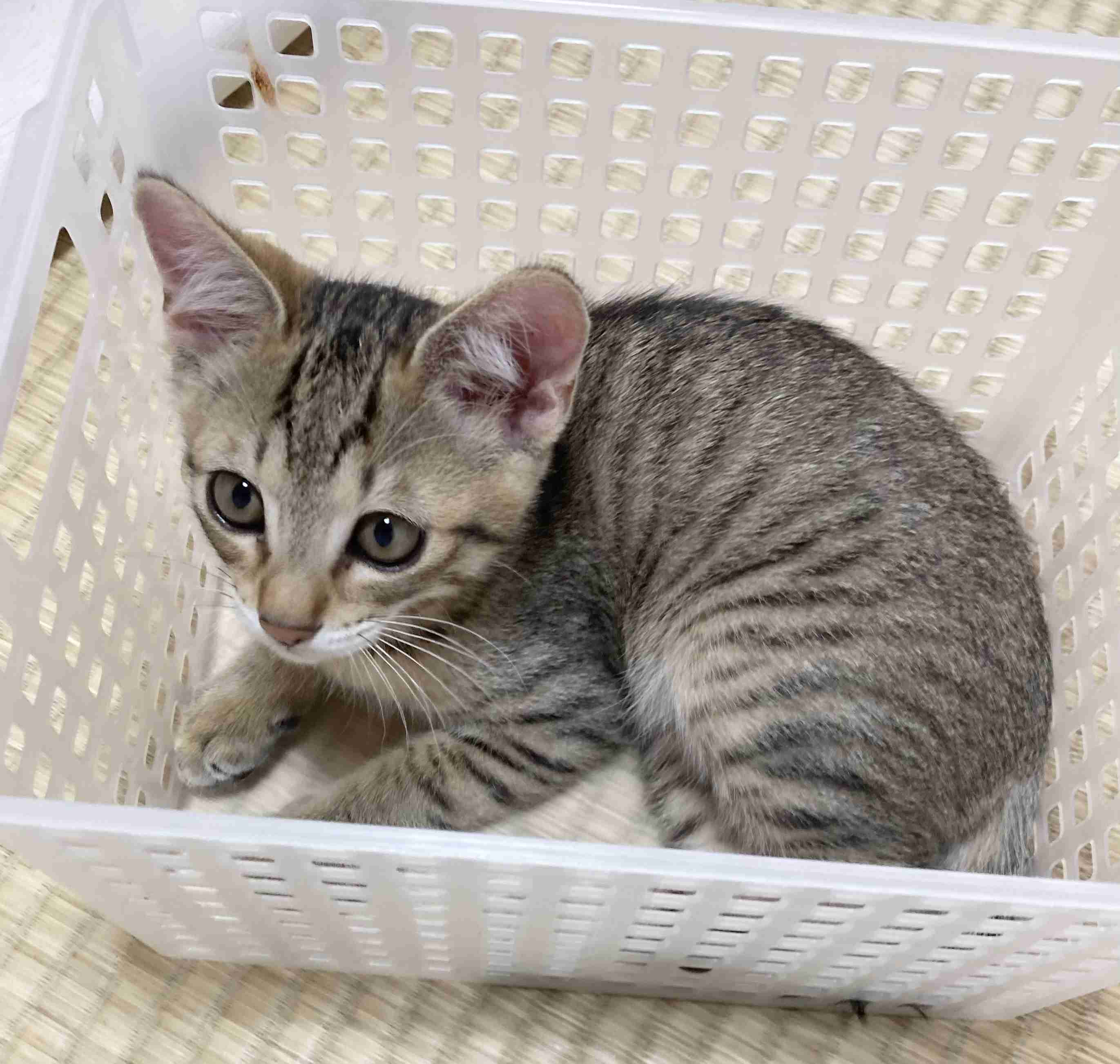 【身バレしない程度に】お宅の愛猫ちゃんを見せてください！part11 