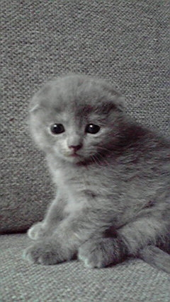 【身バレしない程度に】お宅の愛猫ちゃんを見せてください！part11 