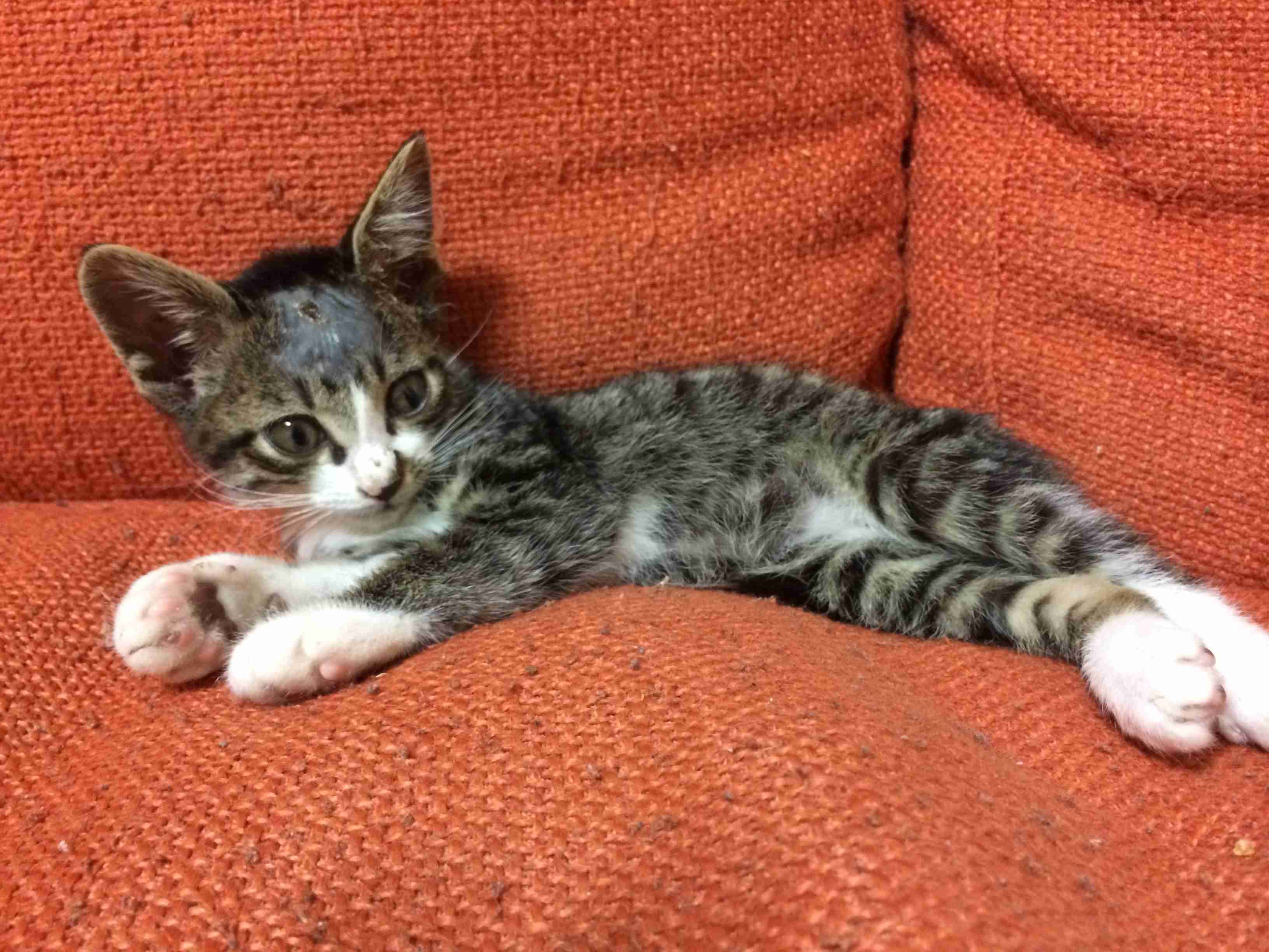 【身バレしない程度に】お宅の愛猫ちゃんを見せてください！part11 