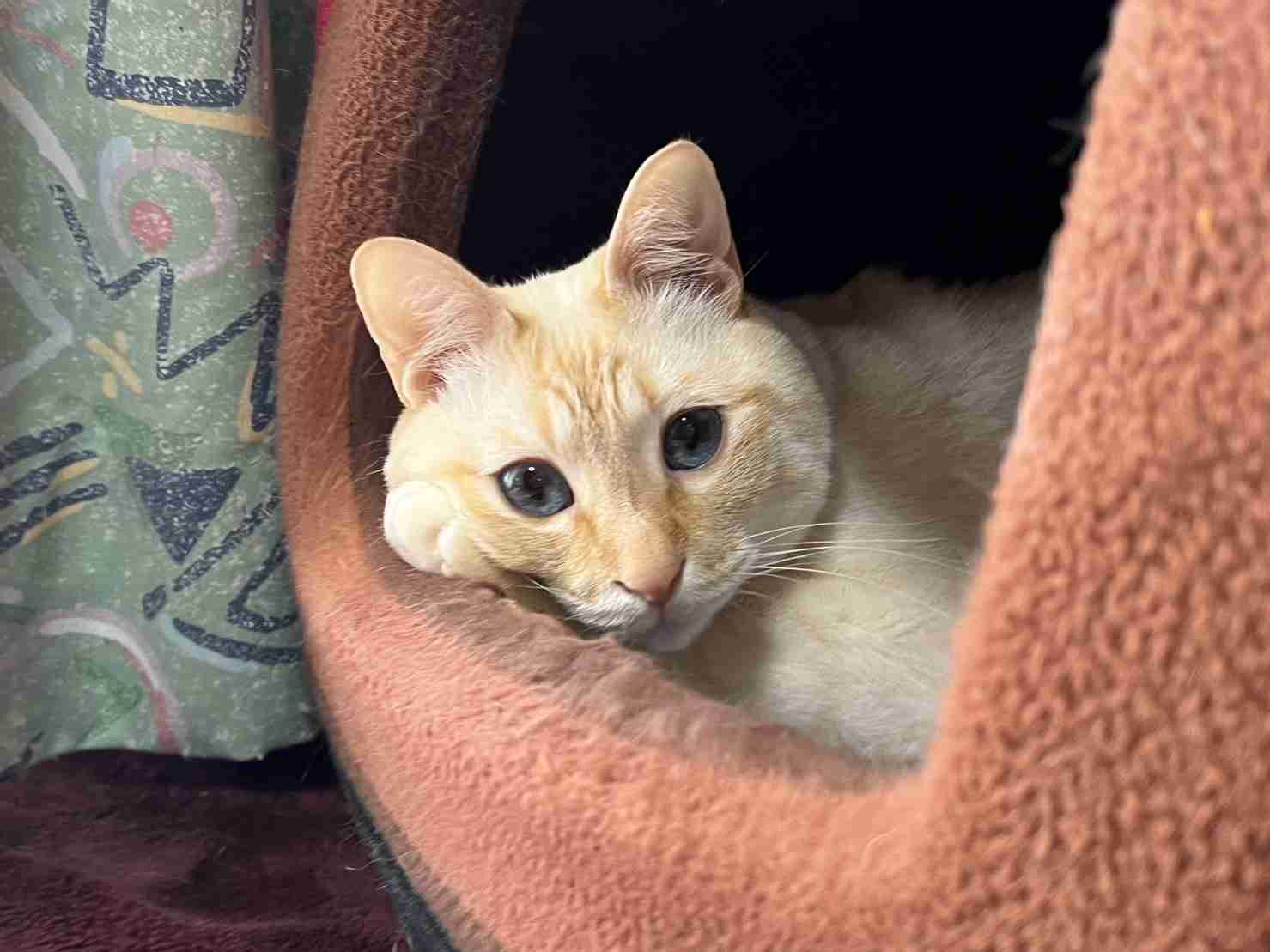 【身バレしない程度に】お宅の愛猫ちゃんを見せてください！part11 