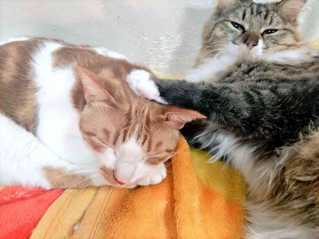 【身バレしない程度に】お宅の愛猫ちゃんを見せてください！part11 