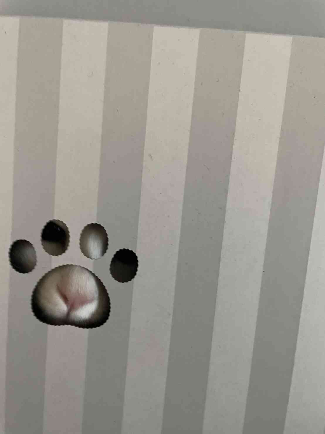 【身バレしない程度に】お宅の愛猫ちゃんを見せてください！part11 