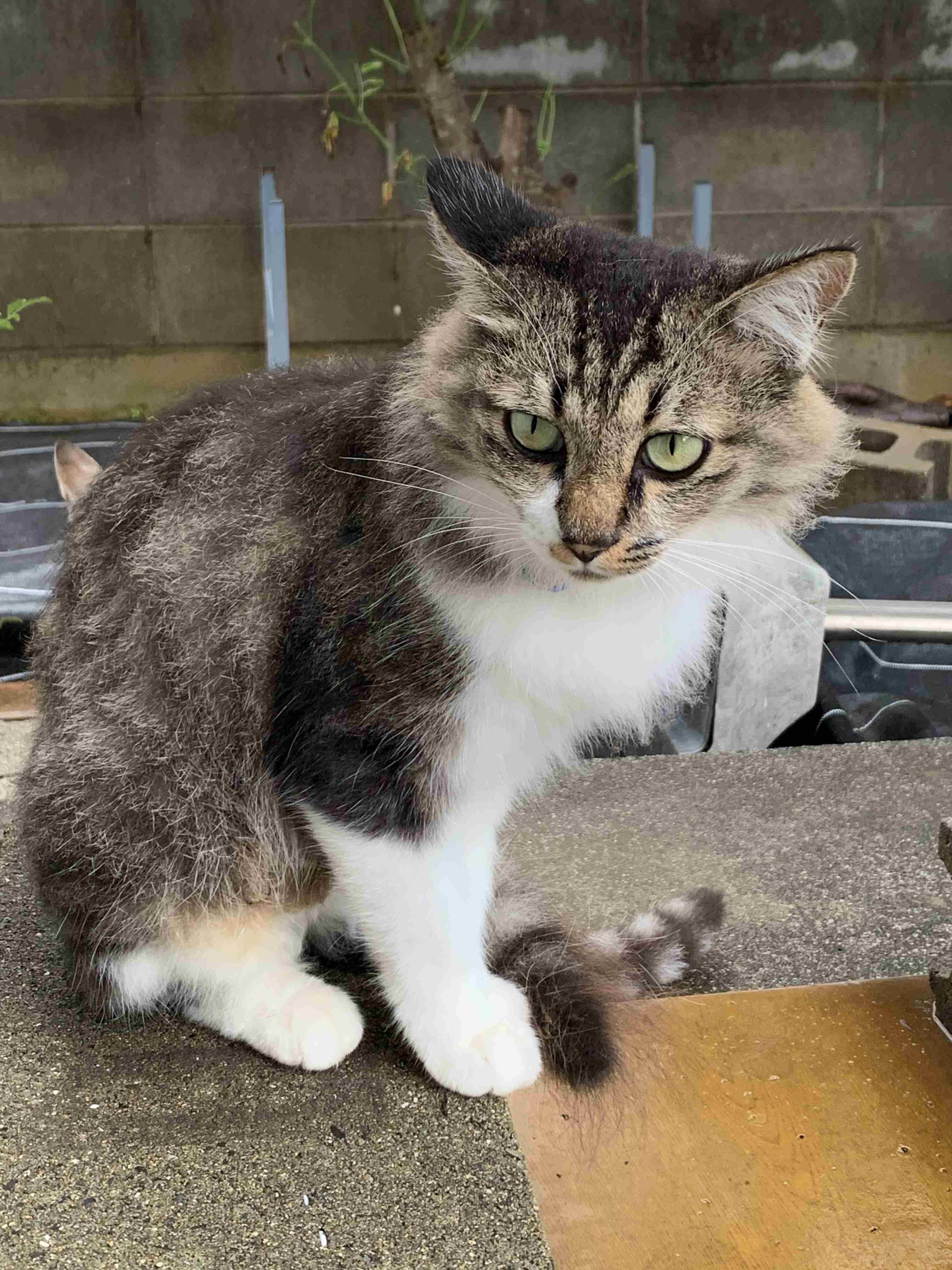 【身バレしない程度に】お宅の愛猫ちゃんを見せてください！part11 