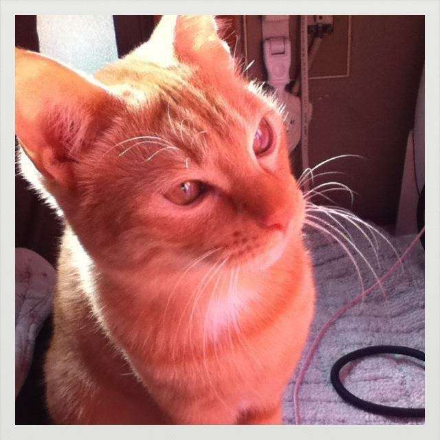 【身バレしない程度に】お宅の愛猫ちゃんを見せてください！part11 