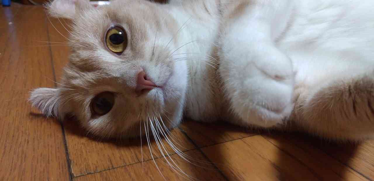 【身バレしない程度に】お宅の愛猫ちゃんを見せてください！part11 