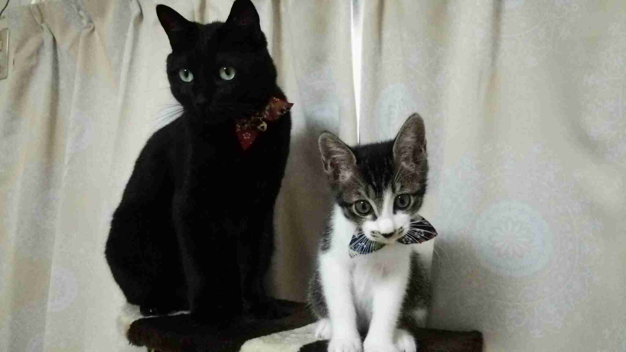 【身バレしない程度に】お宅の愛猫ちゃんを見せてください！part11 