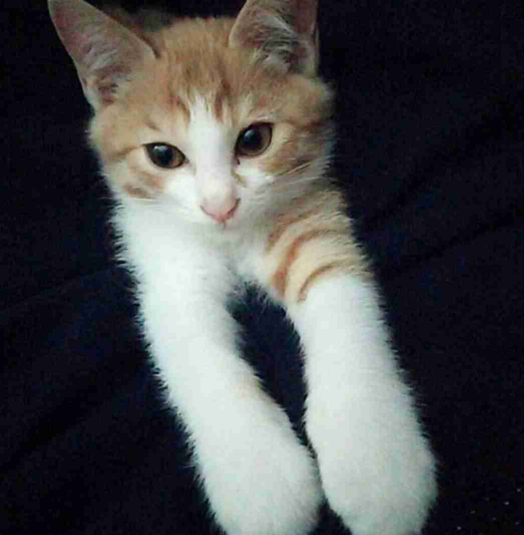 【身バレしない程度に】お宅の愛猫ちゃんを見せてください！part11 