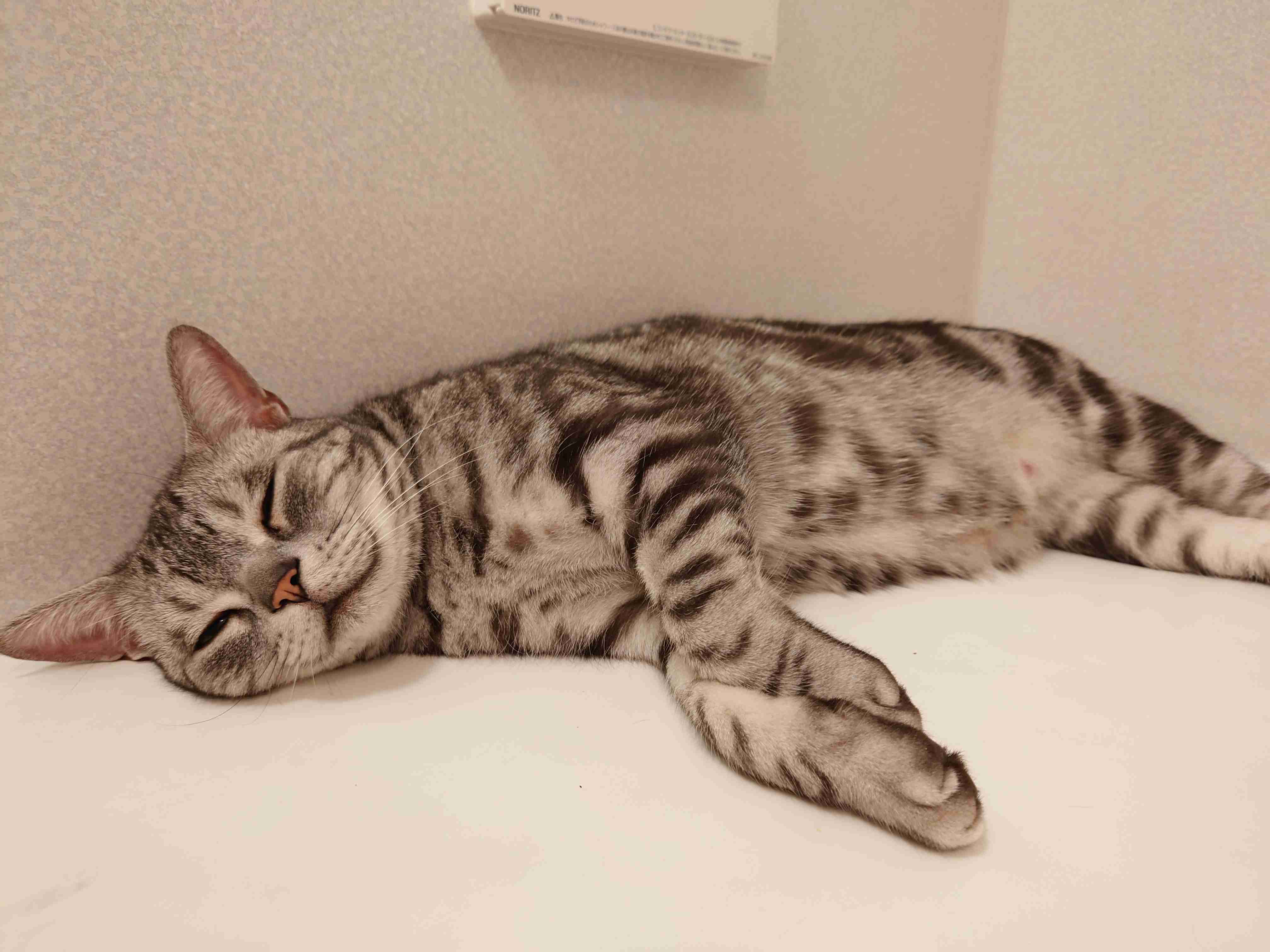 【身バレしない程度に】お宅の愛猫ちゃんを見せてください！part11 