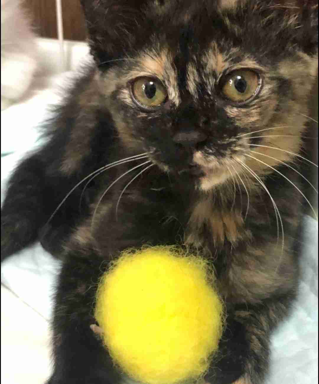 【身バレしない程度に】お宅の愛猫ちゃんを見せてください！part11 