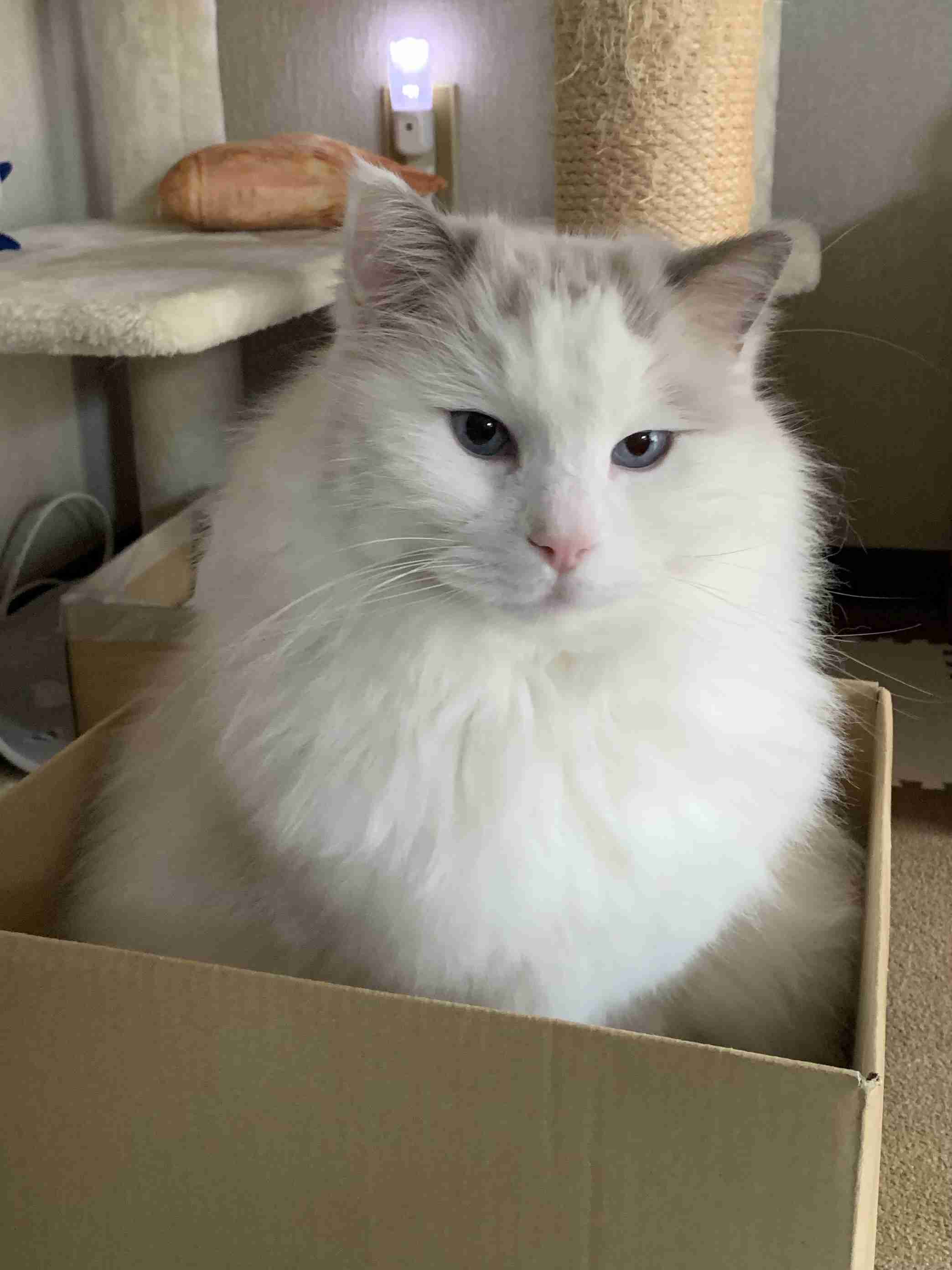 【身バレしない程度に】お宅の愛猫ちゃんを見せてください！part11 