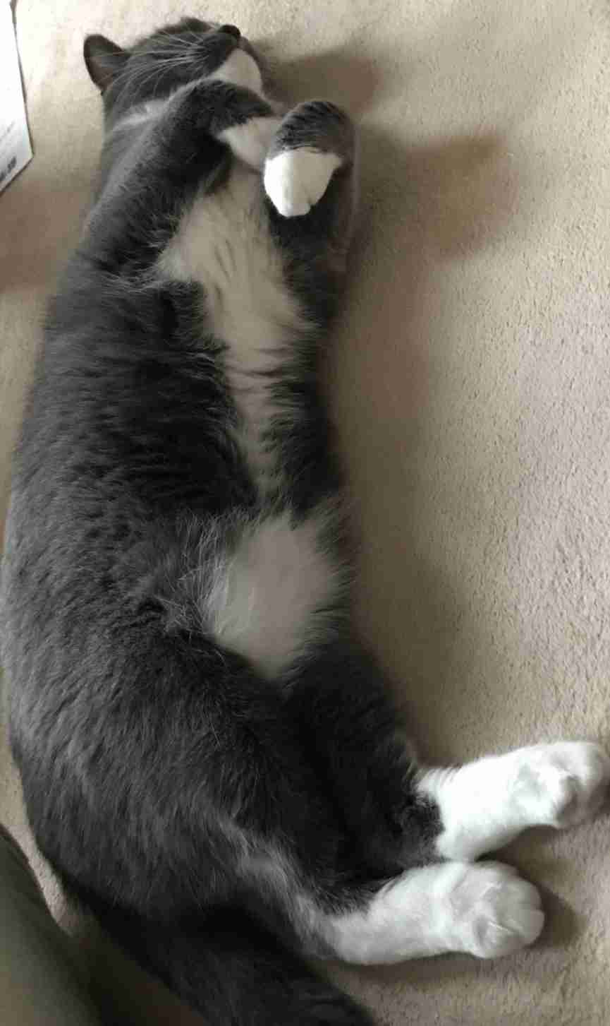 【身バレしない程度に】お宅の愛猫ちゃんを見せてください！part11 