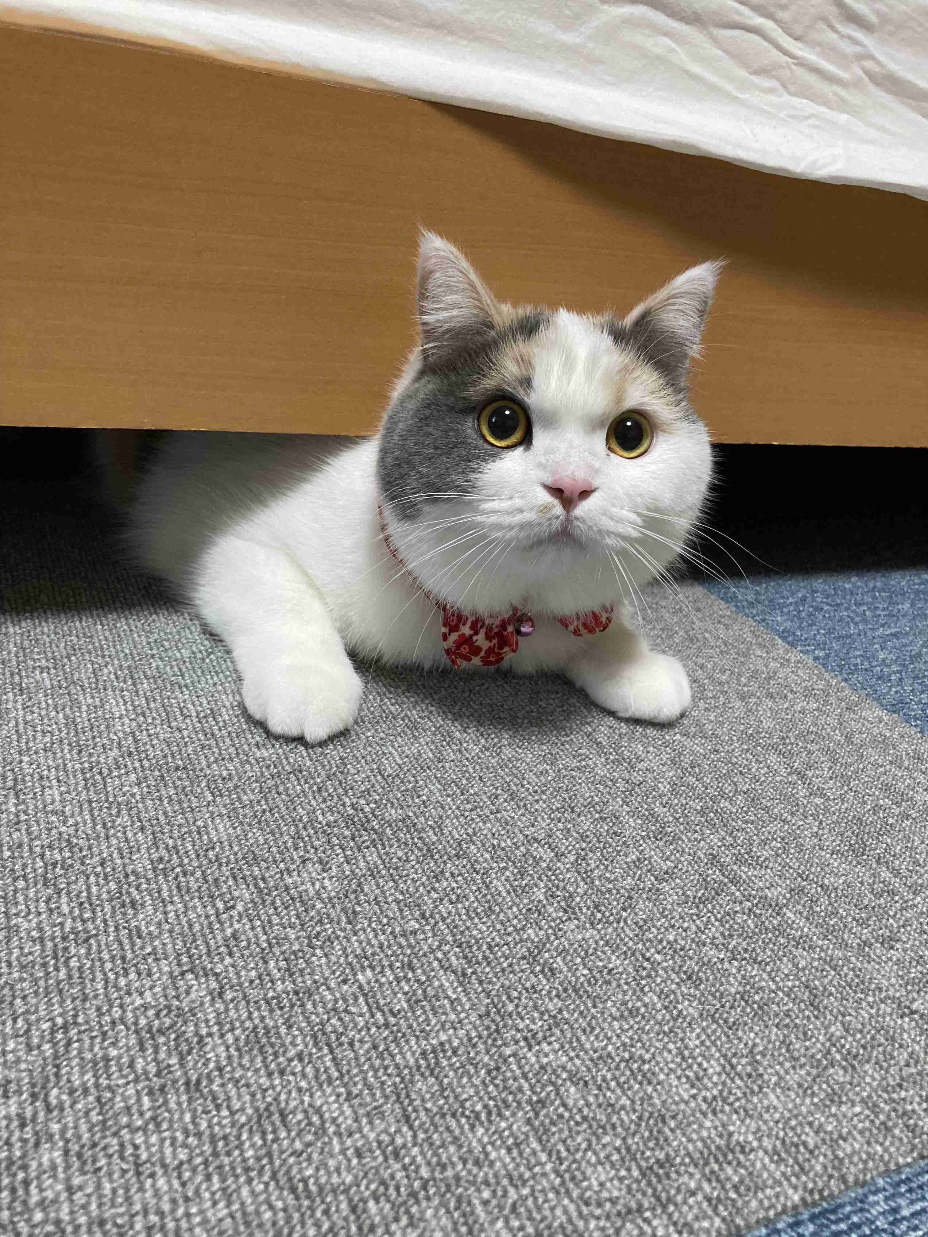 【身バレしない程度に】お宅の愛猫ちゃんを見せてください！part11 