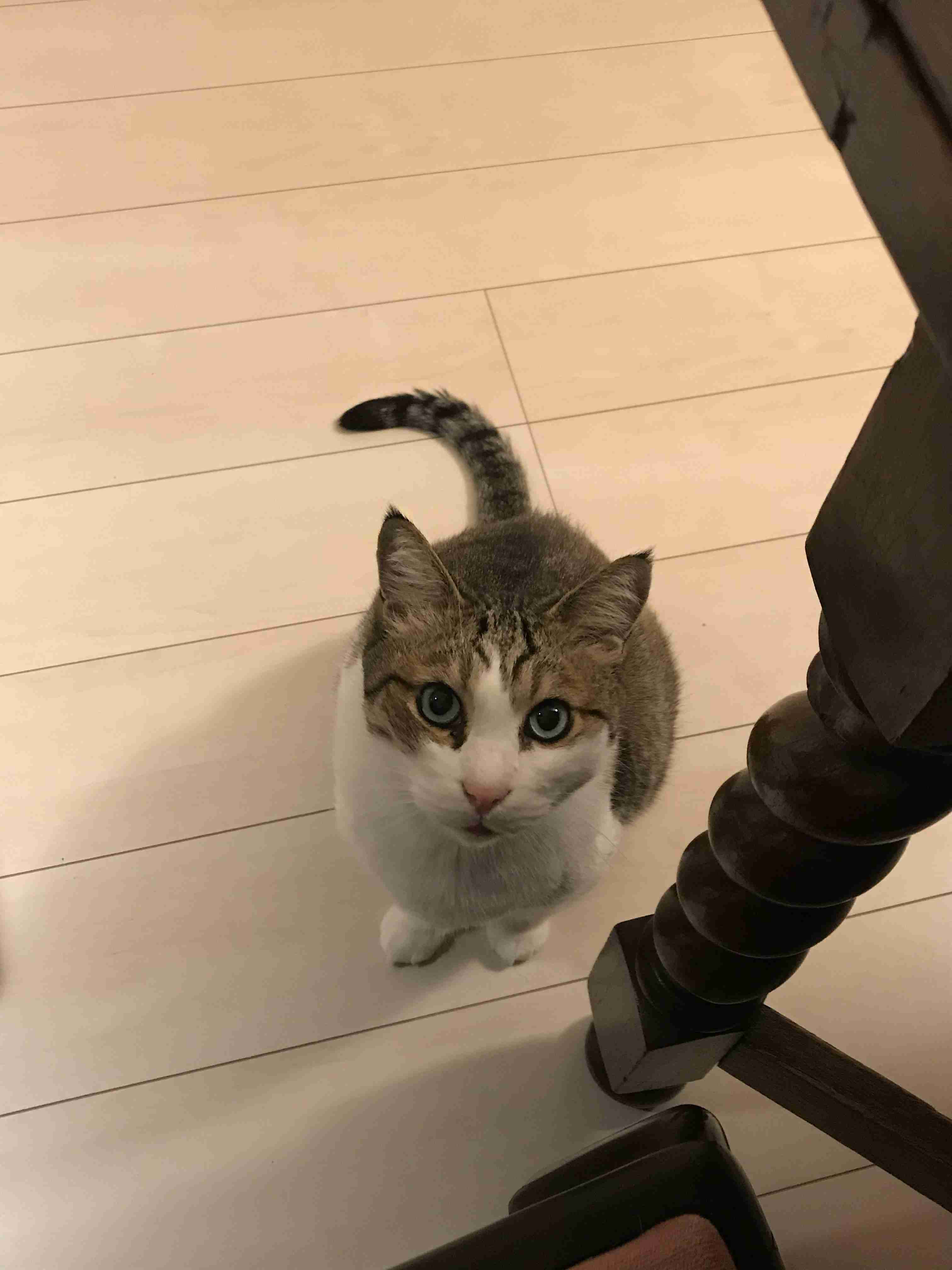 【身バレしない程度に】お宅の愛猫ちゃんを見せてください！part11 