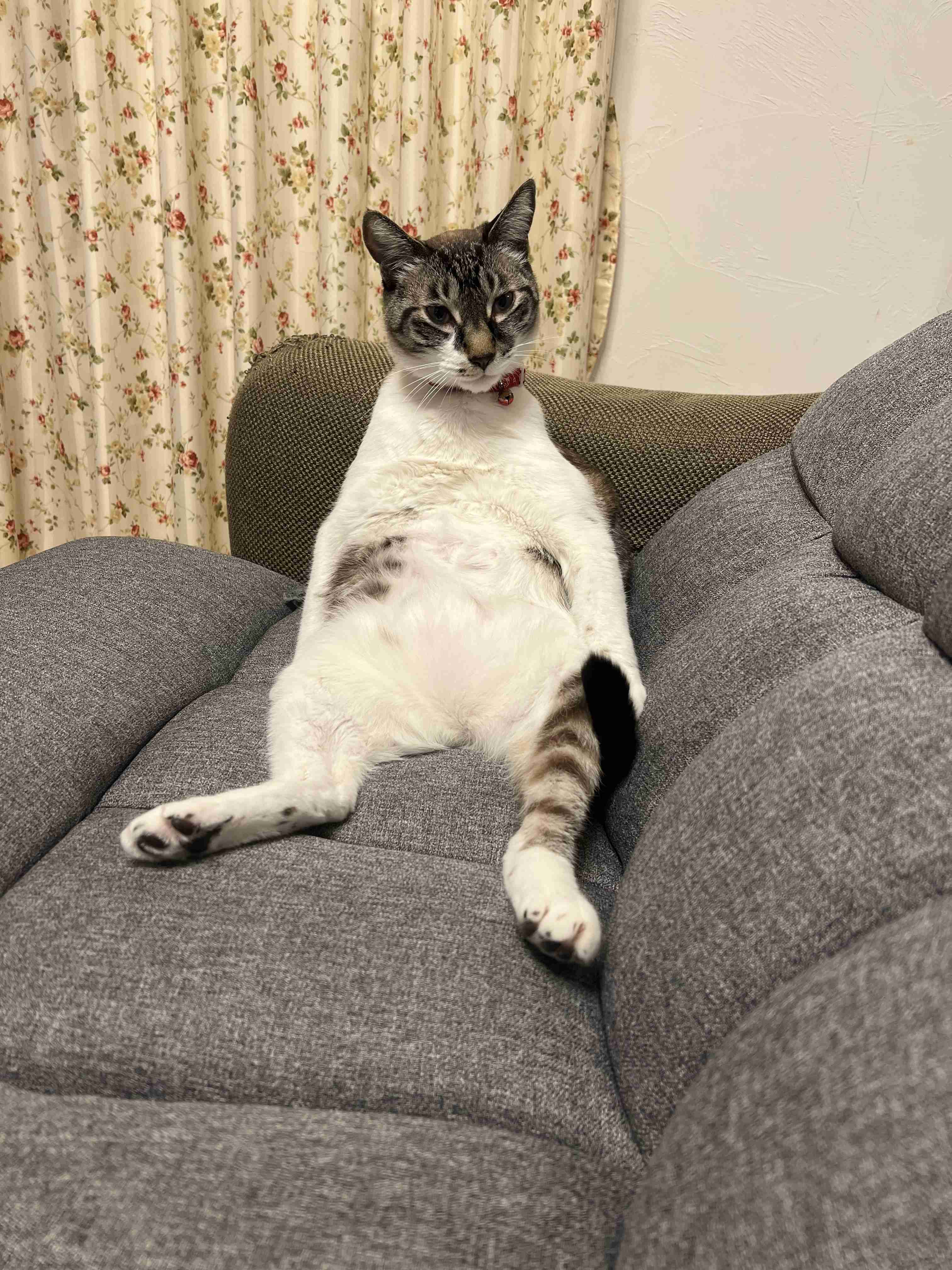 【身バレしない程度に】お宅の愛猫ちゃんを見せてください！part11 