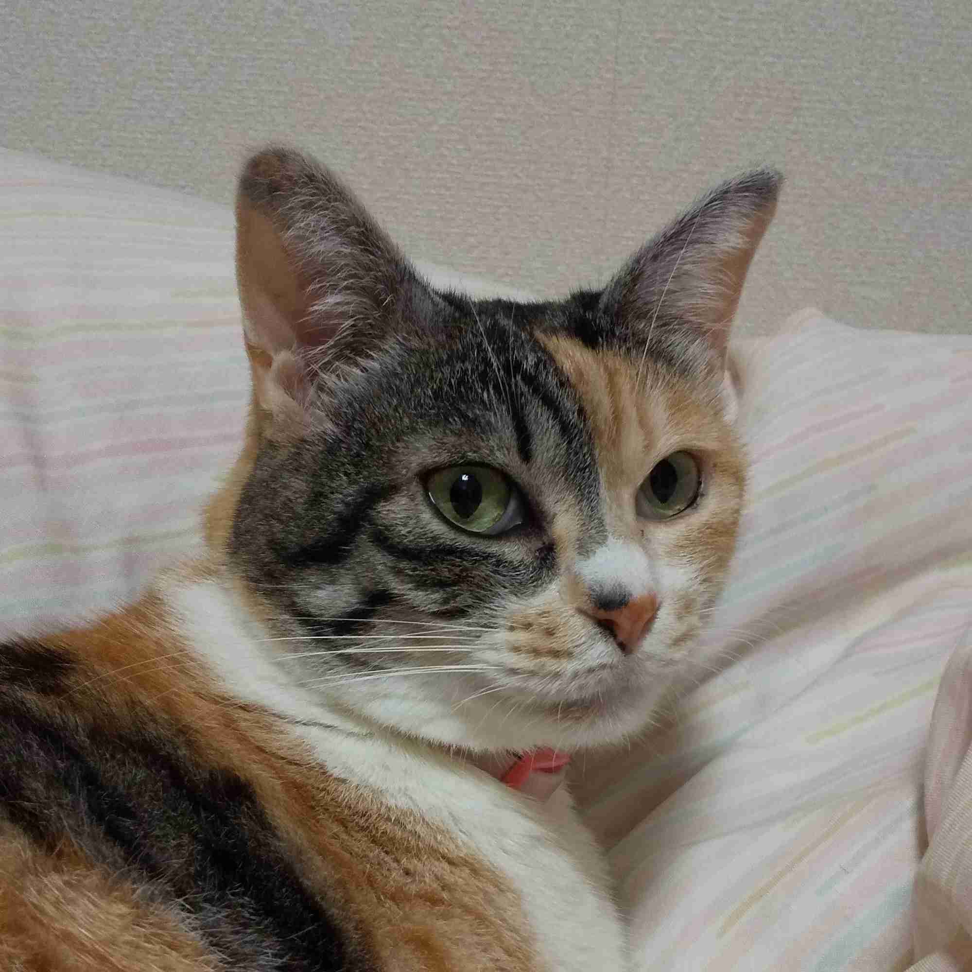 【身バレしない程度に】お宅の愛猫ちゃんを見せてください！part11 