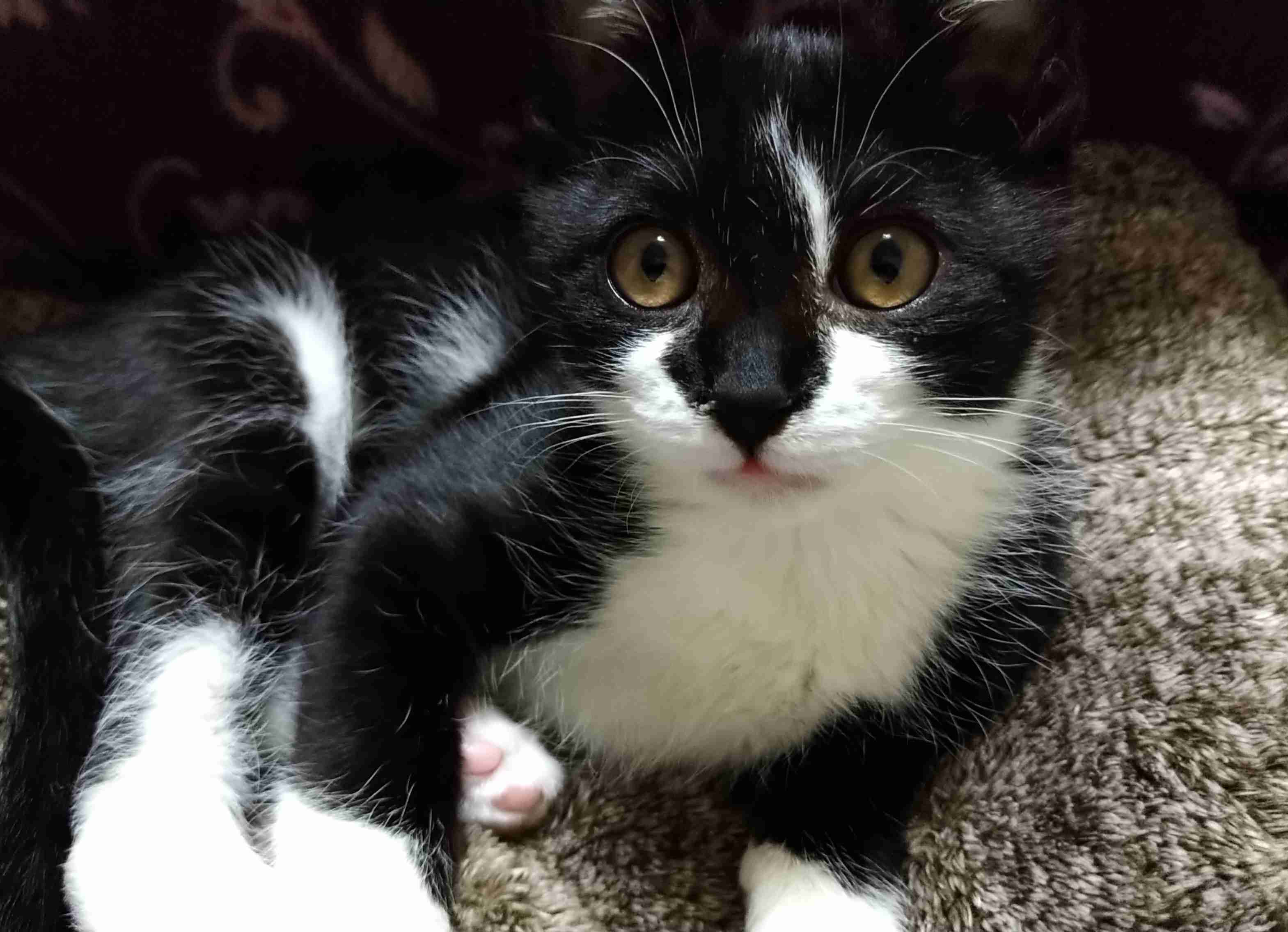 【身バレしない程度に】お宅の愛猫ちゃんを見せてください！part11 