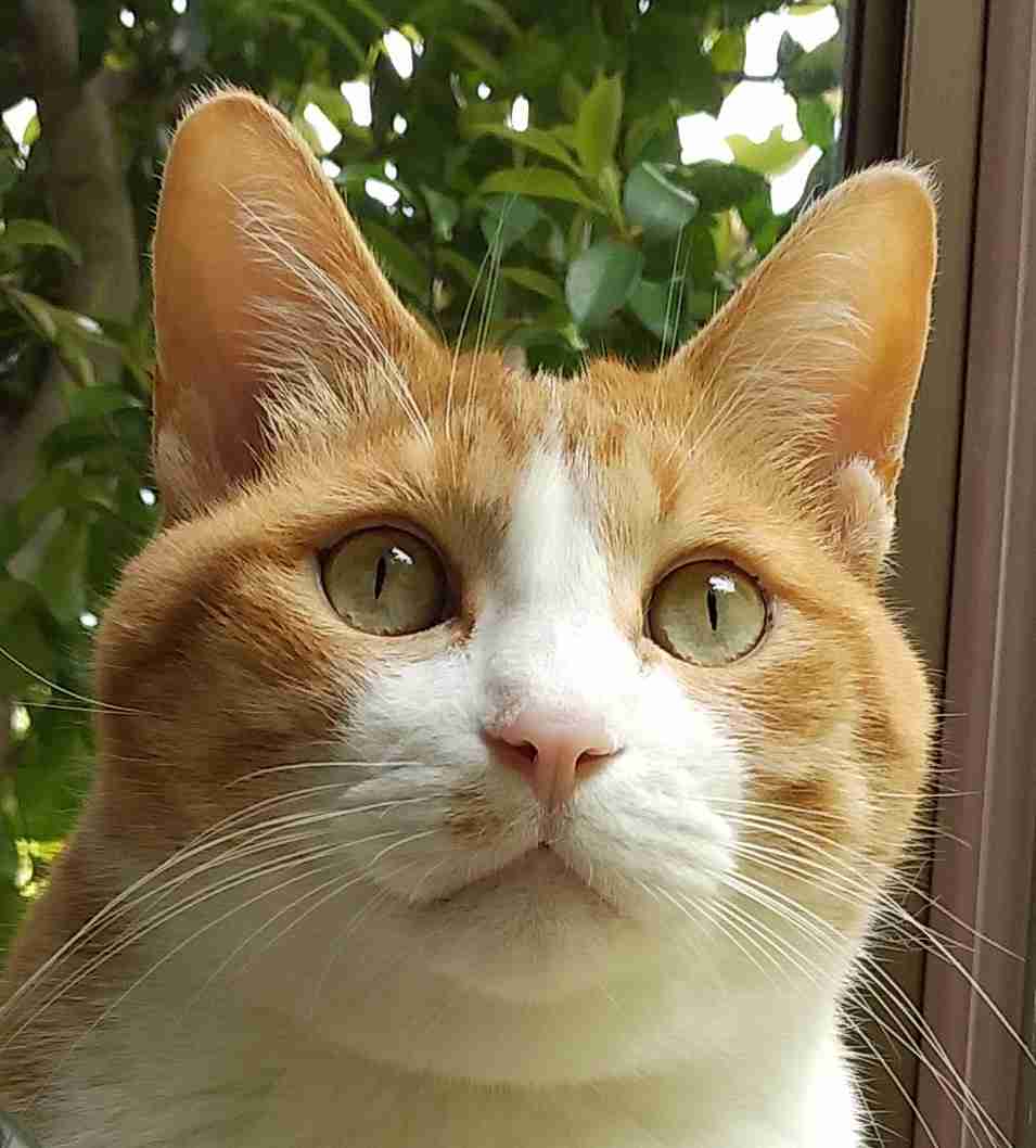 【身バレしない程度に】お宅の愛猫ちゃんを見せてください！part11 