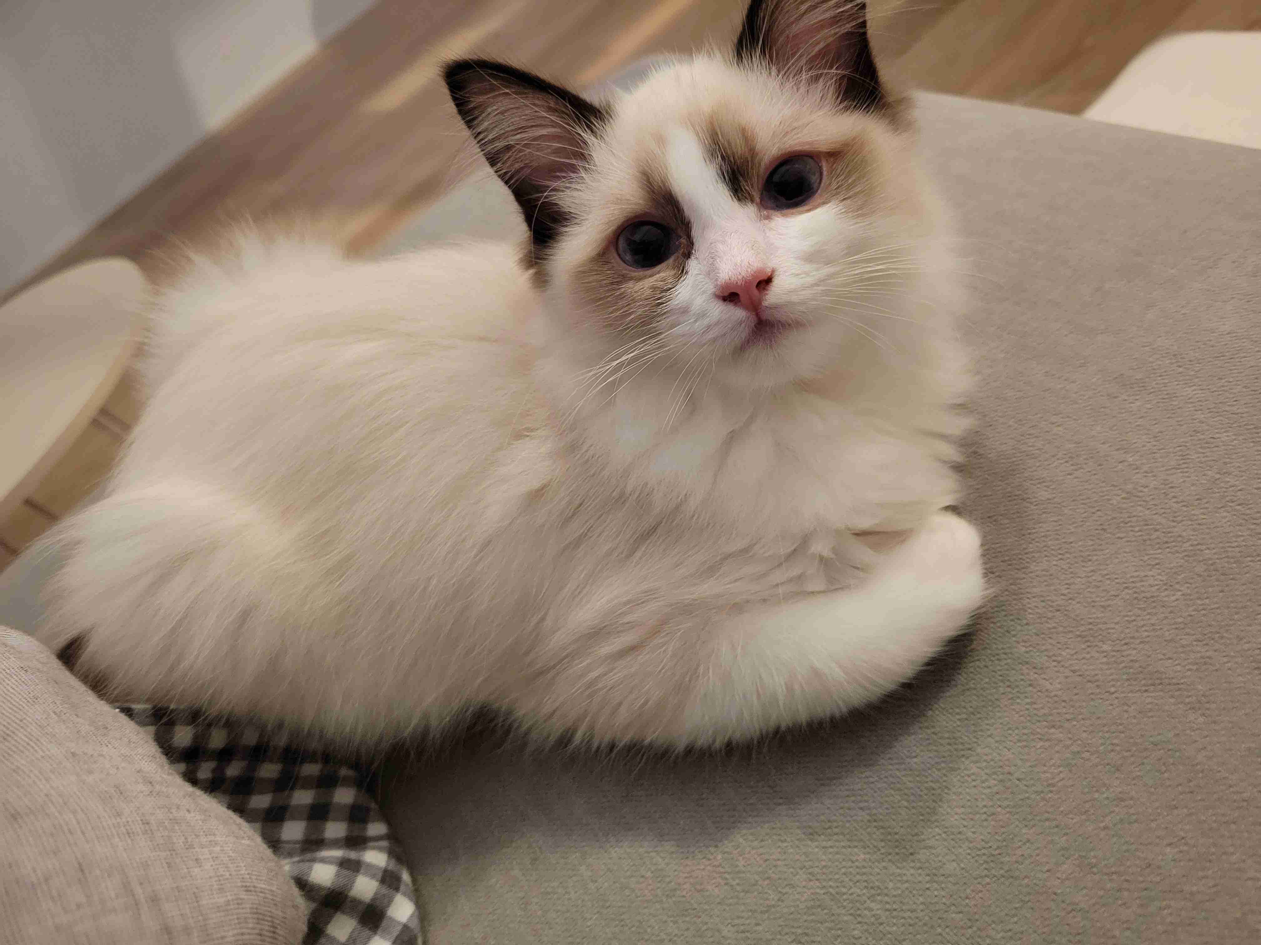 【身バレしない程度に】お宅の愛猫ちゃんを見せてください！part11 