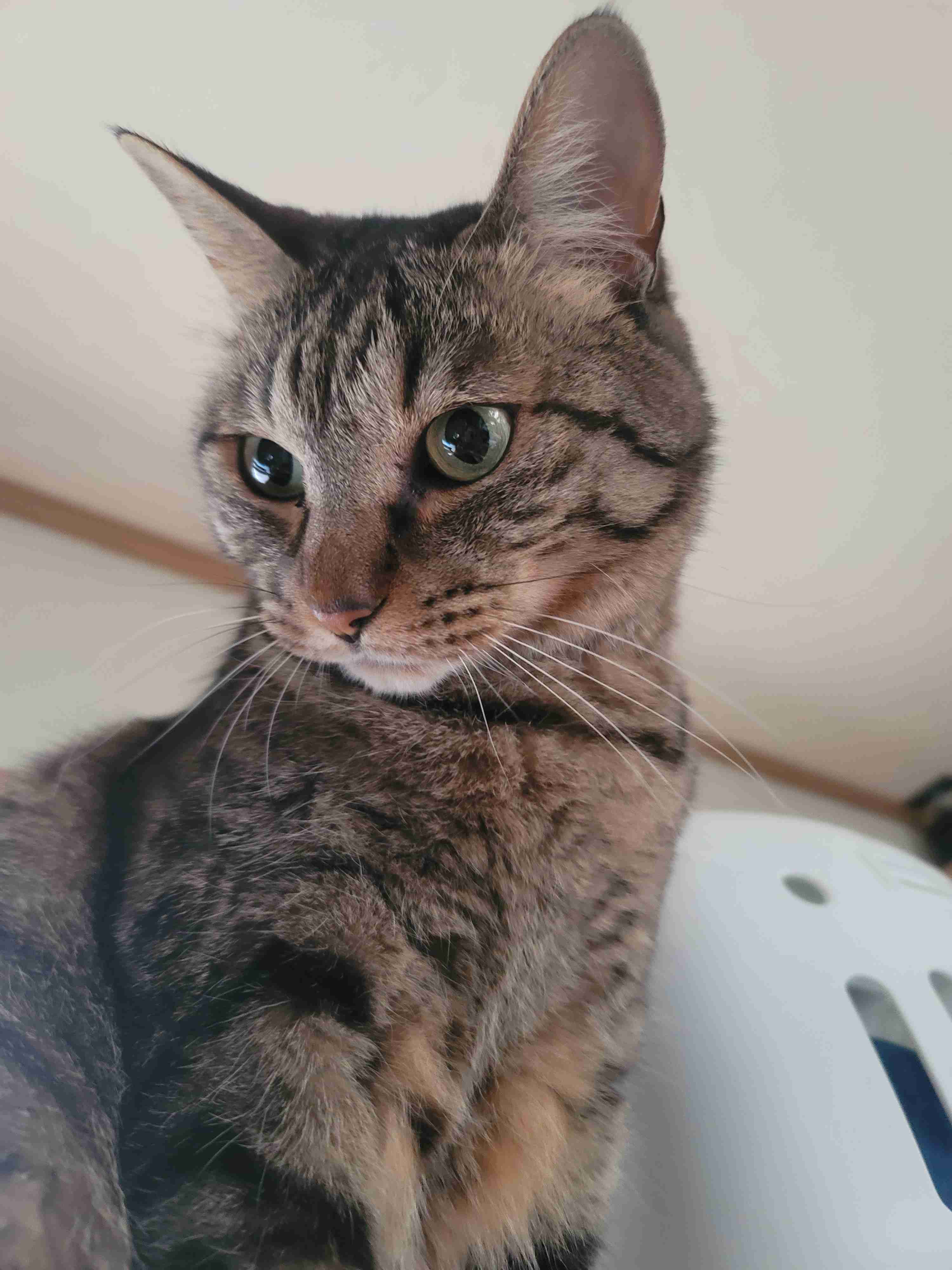 【身バレしない程度に】お宅の愛猫ちゃんを見せてください！part11 