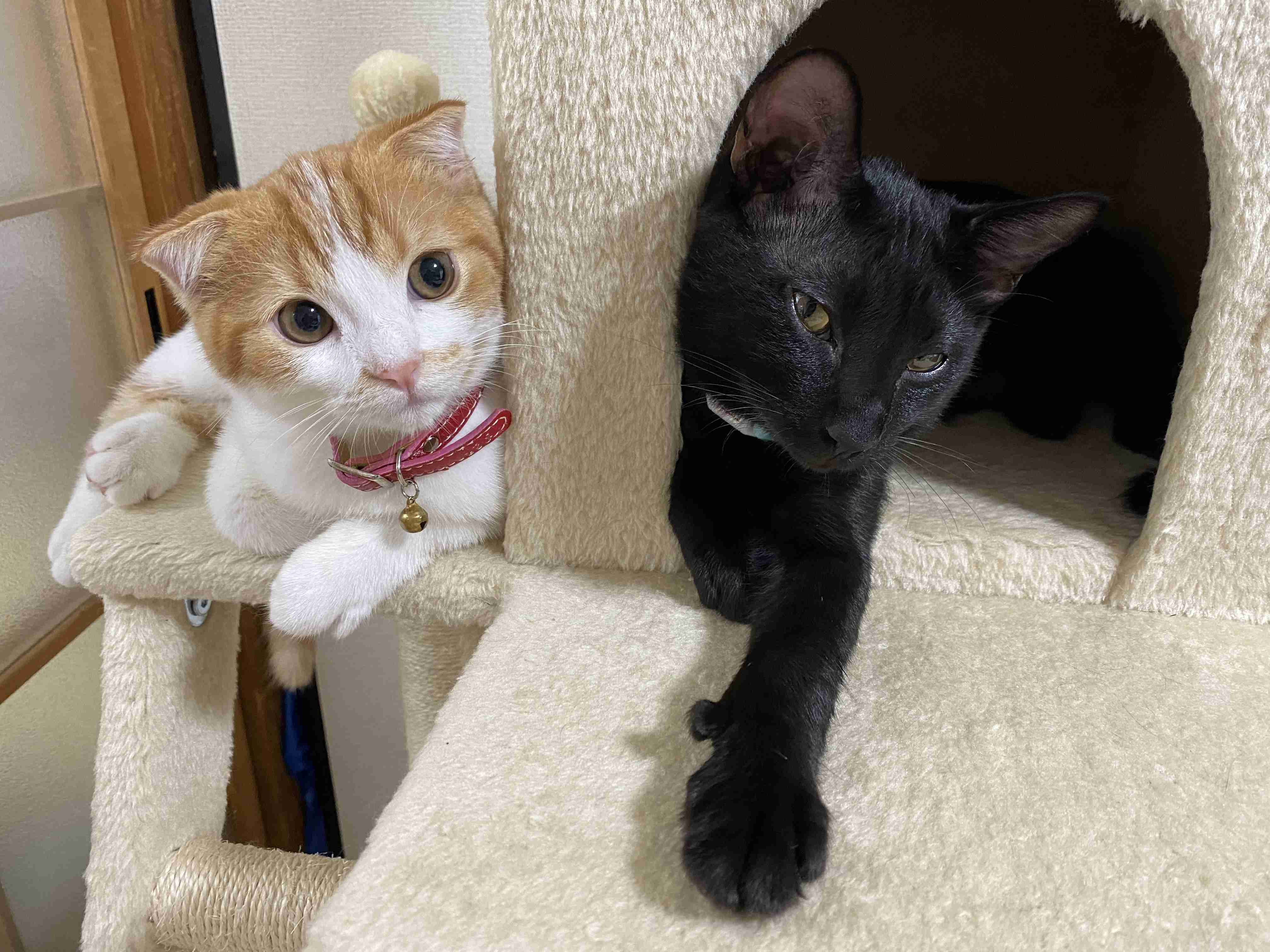 【身バレしない程度に】お宅の愛猫ちゃんを見せてください！part11 