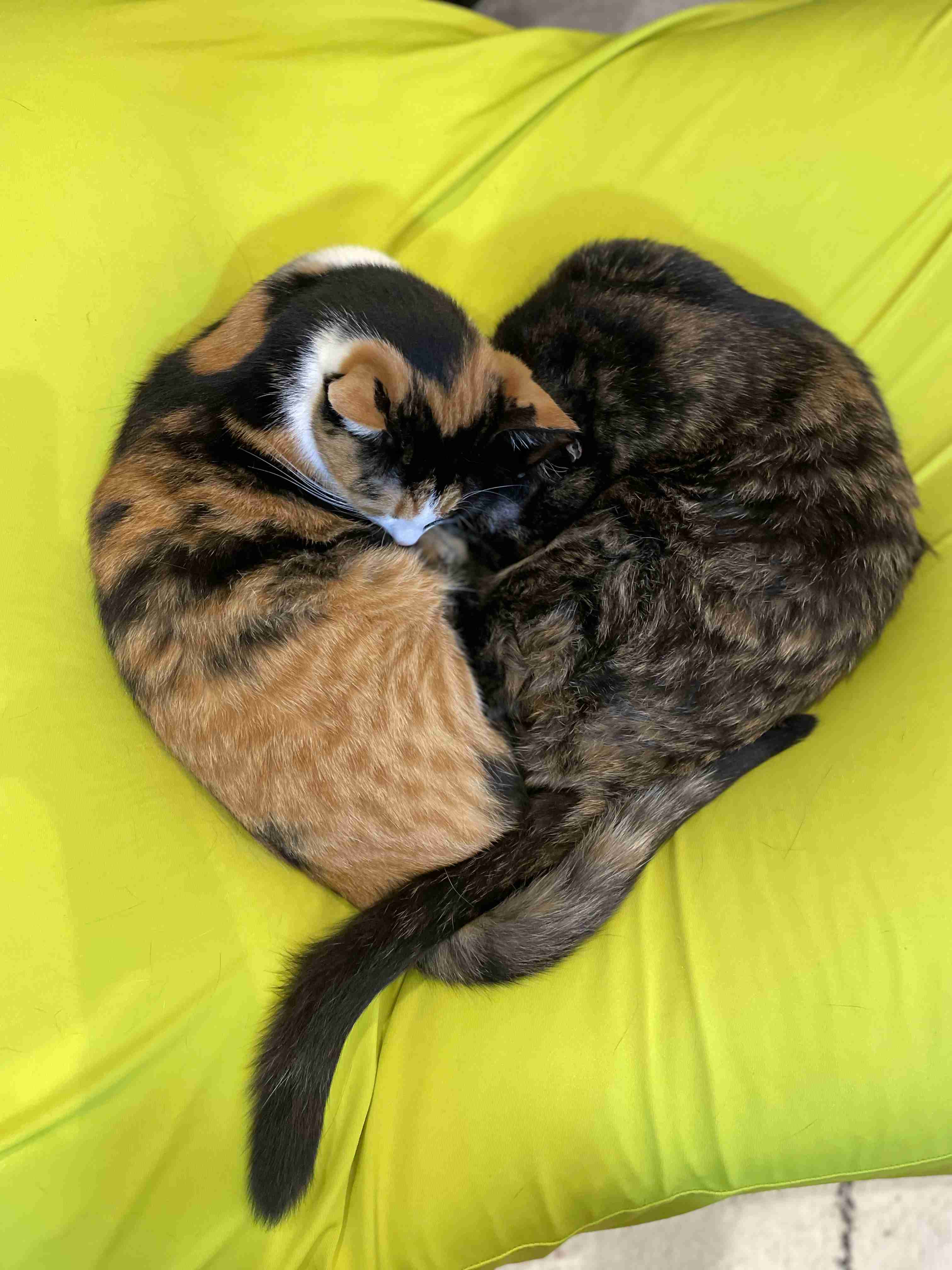 【身バレしない程度に】お宅の愛猫ちゃんを見せてください！part11 