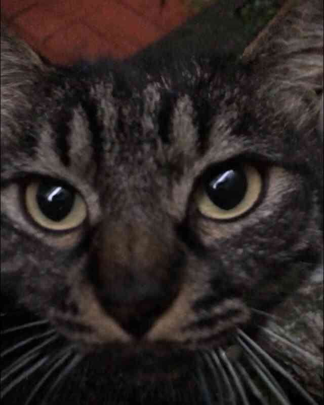 【身バレしない程度に】お宅の愛猫ちゃんを見せてください！part11 