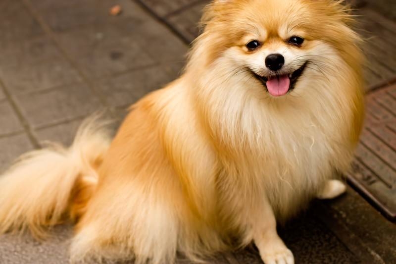 好きな犬種【みんなのオンリーワン🐶】