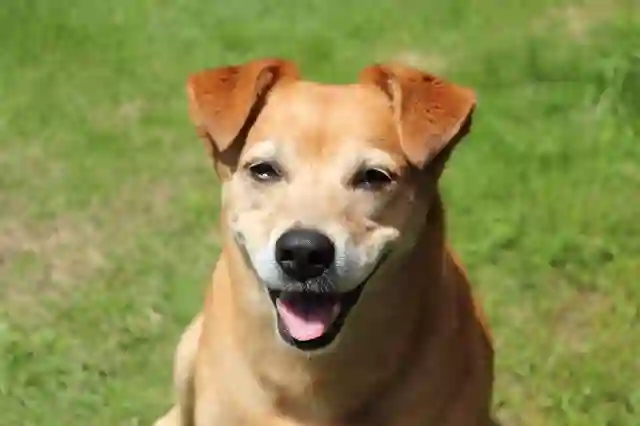 好きな犬種【みんなのオンリーワン🐶】