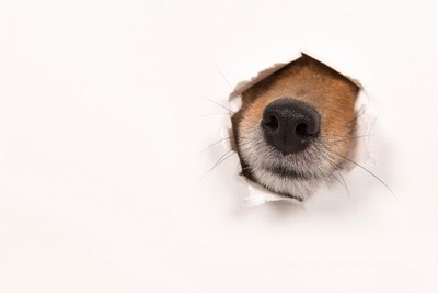好きな犬種【みんなのオンリーワン🐶】