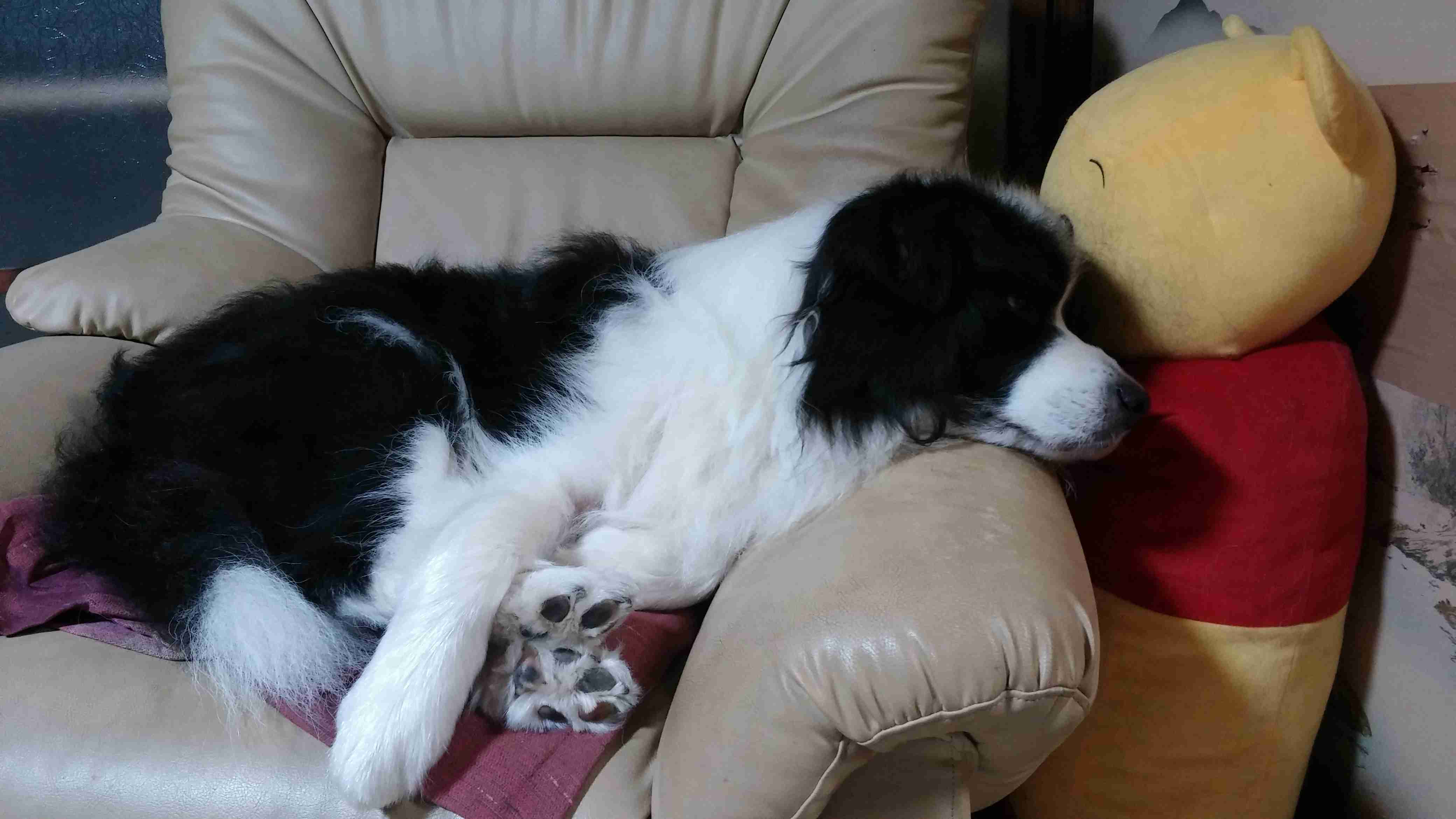 好きな犬種【みんなのオンリーワン🐶】