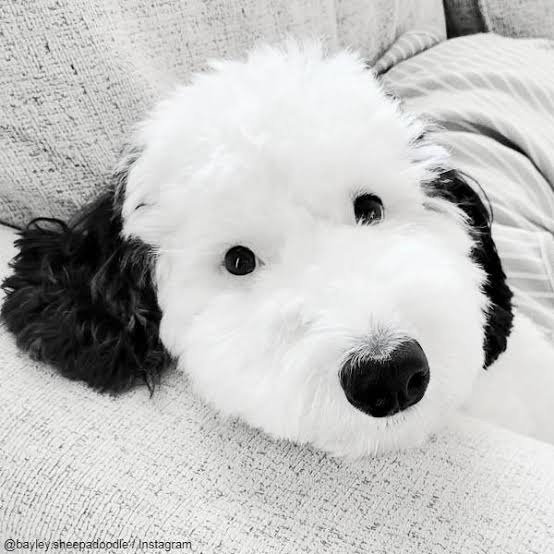 好きな犬種【みんなのオンリーワン🐶】