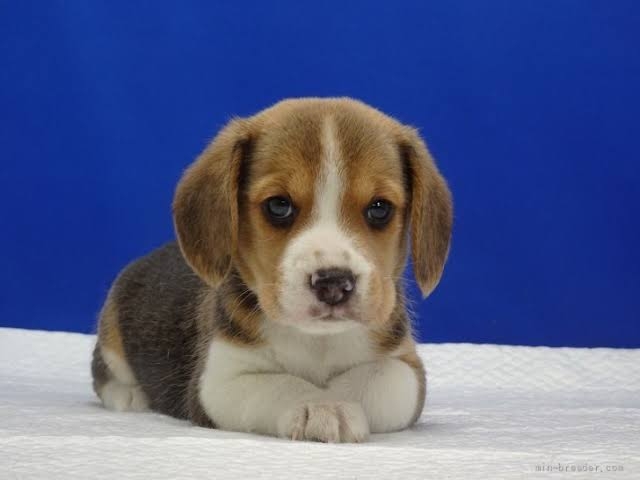 好きな犬種【みんなのオンリーワン🐶】