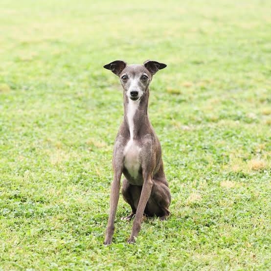 好きな犬種【みんなのオンリーワン🐶】