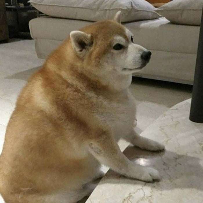 好きな犬種【みんなのオンリーワン🐶】