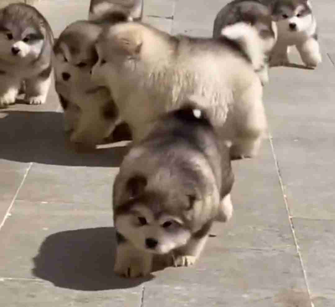 好きな犬種【みんなのオンリーワン🐶】