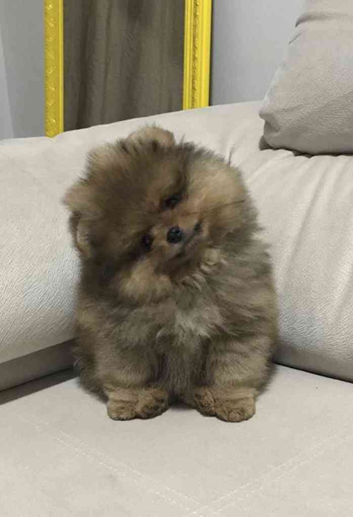 好きな犬種【みんなのオンリーワン🐶】
