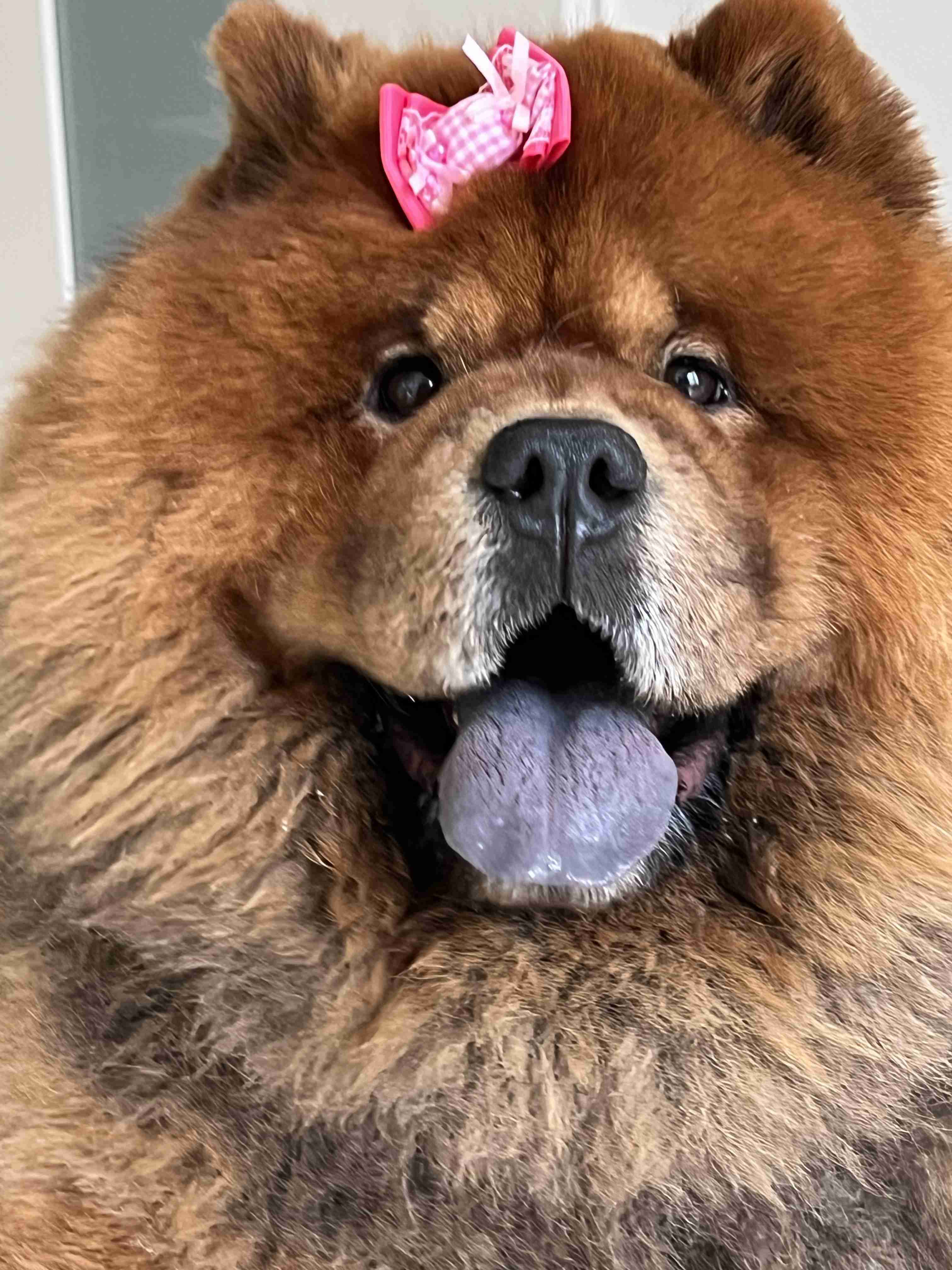 好きな犬種【みんなのオンリーワン🐶】