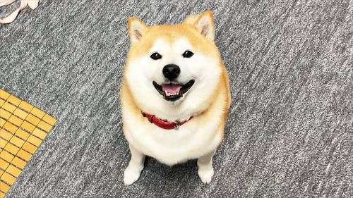 好きな犬種【みんなのオンリーワン🐶】