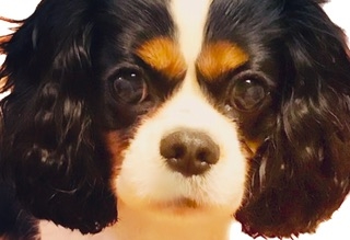 好きな犬種【みんなのオンリーワン🐶】
