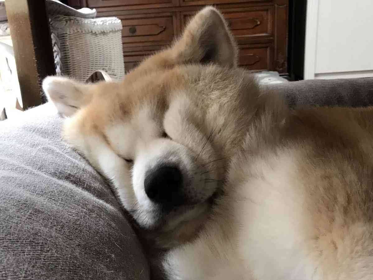 好きな犬種【みんなのオンリーワン🐶】