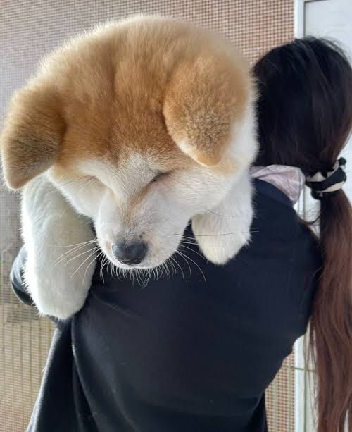 好きな犬種【みんなのオンリーワン🐶】
