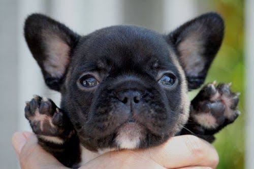 好きな犬種【みんなのオンリーワン🐶】