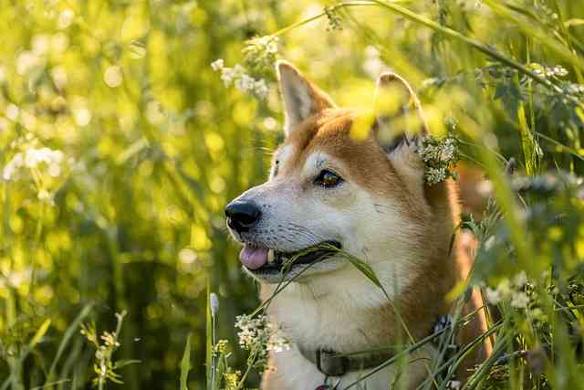 好きな犬種【みんなのオンリーワン🐶】