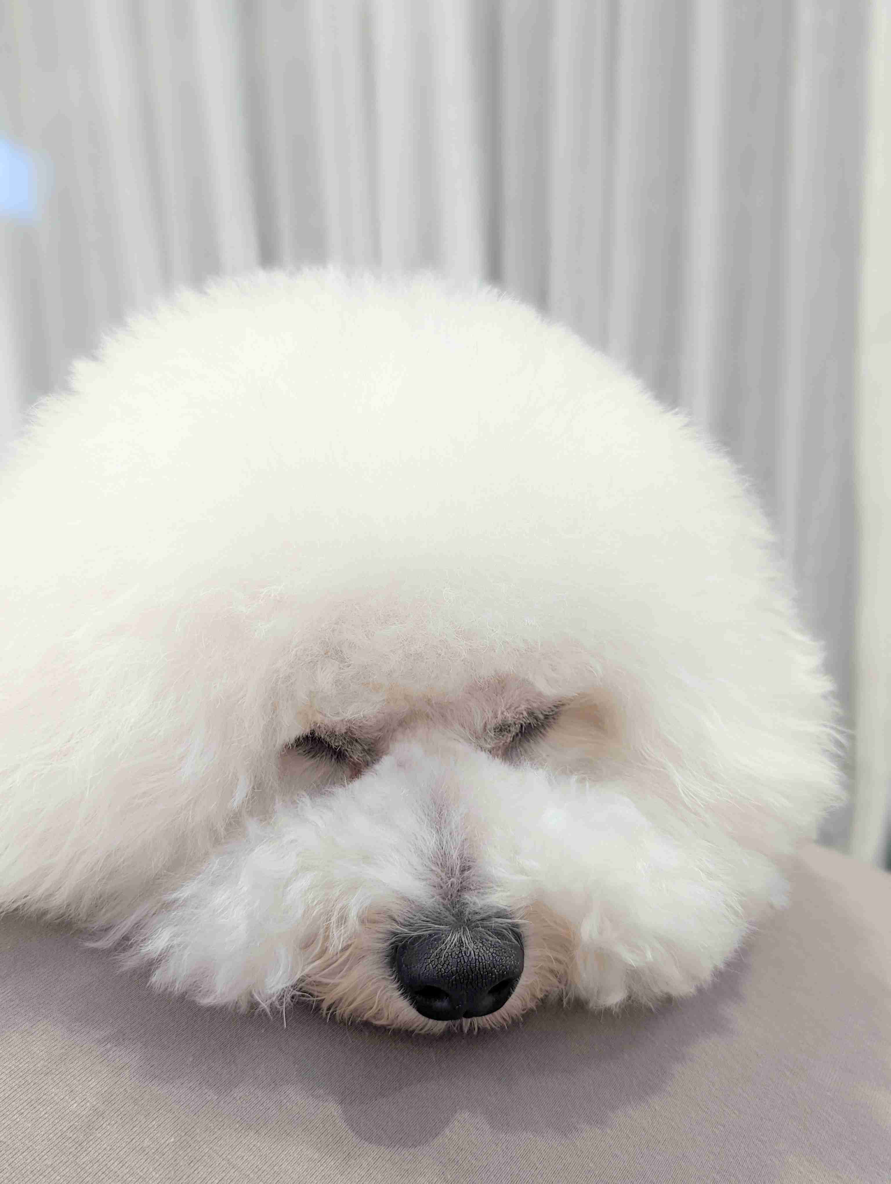 好きな犬種【みんなのオンリーワン🐶】